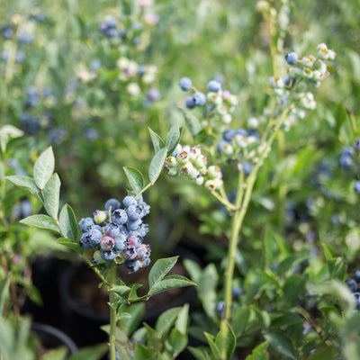 Blueberry 'Toro'