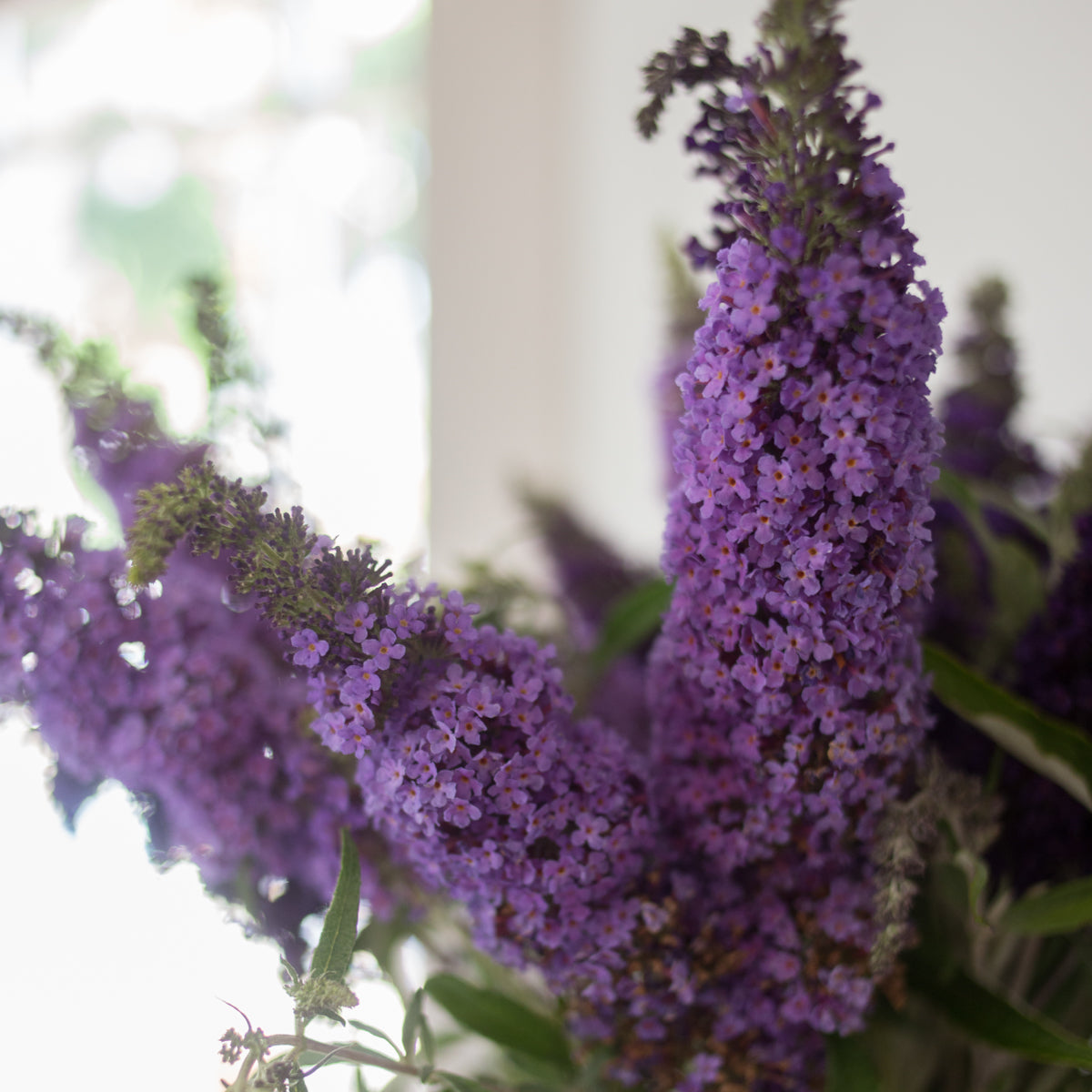 Butterfly Bush &#39;Buzz™ Sky Blue&#39;