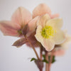 Helleborus Gold Collection® Cinnamon Snow