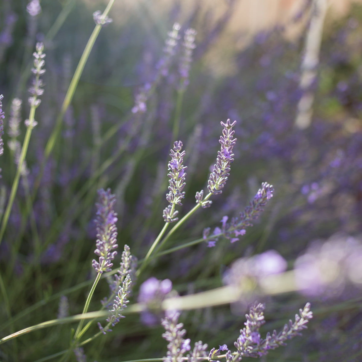 Phenomenal Lavender