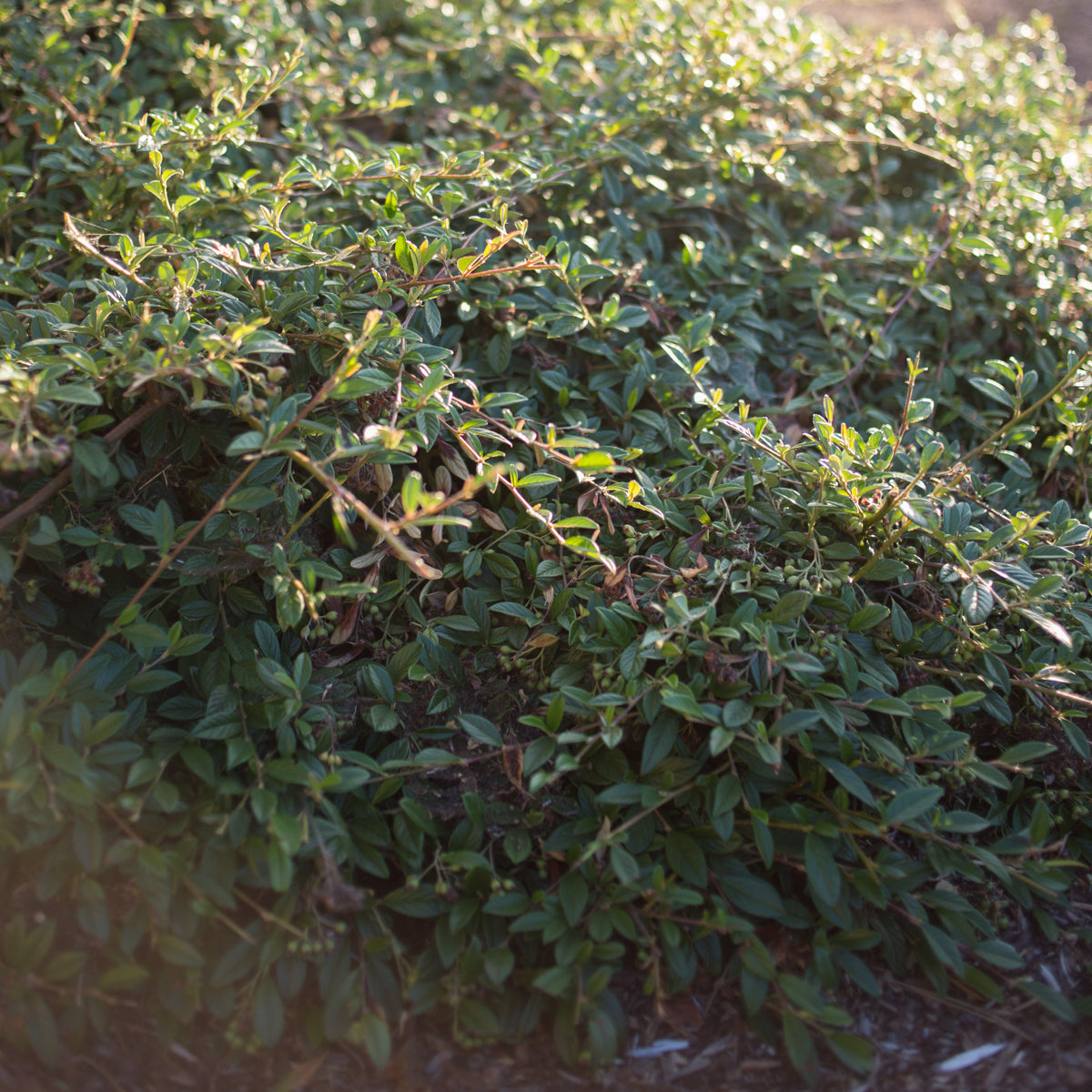 Cotoneaster 'Willow Leaf'