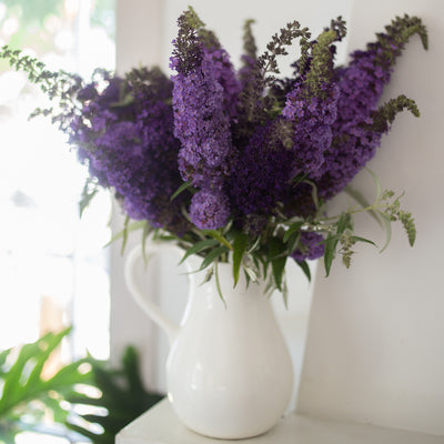 Butterfly Bush 'Buzz™ Sky Blue'