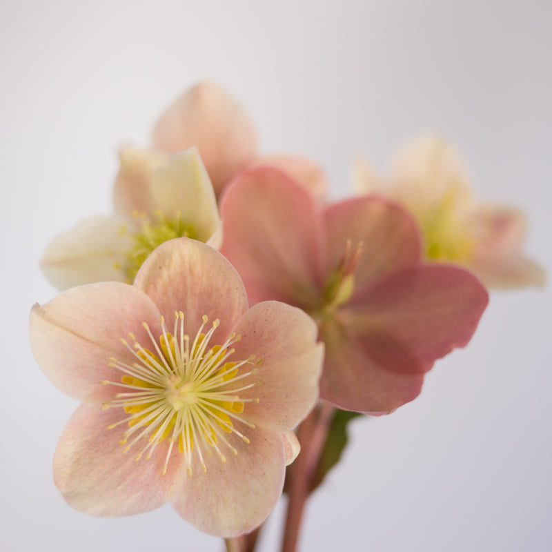 Helleborus Gold Collection® Cinnamon Snow