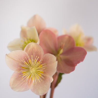 Helleborus Gold Collection® Cinnamon Snow