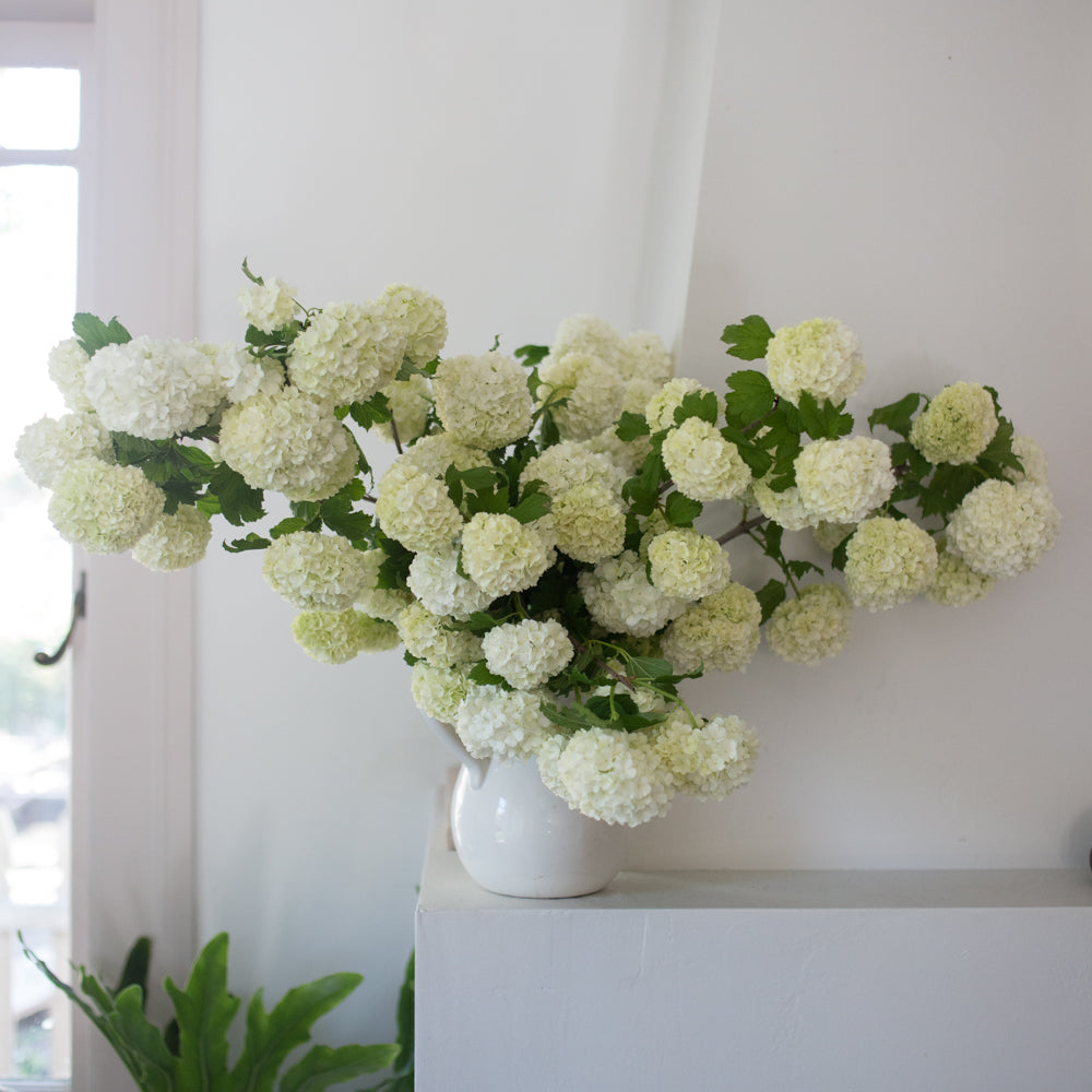 Snowball Bush Viburnum