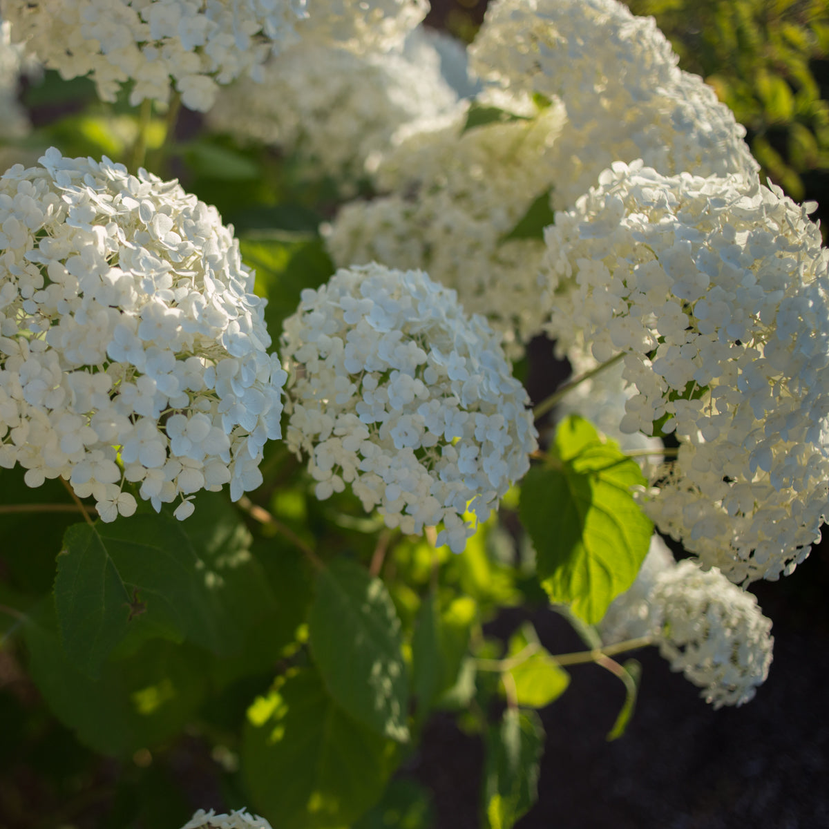 Incrediball® Smooth Hydrangea