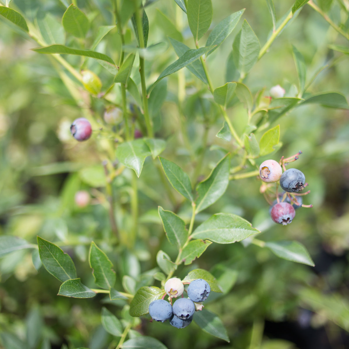 Blueberry &#39;Sunshine Blue&#39;