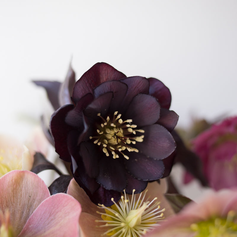 Helleborus Wedding Party™ &#39;Dark and Handsome&#39;
