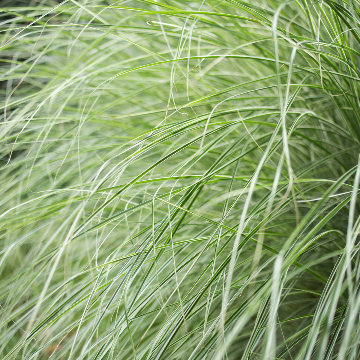 Maiden Grass 'Morning Light'