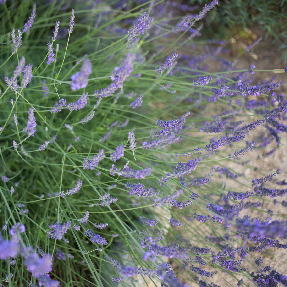Phenomenal Lavender