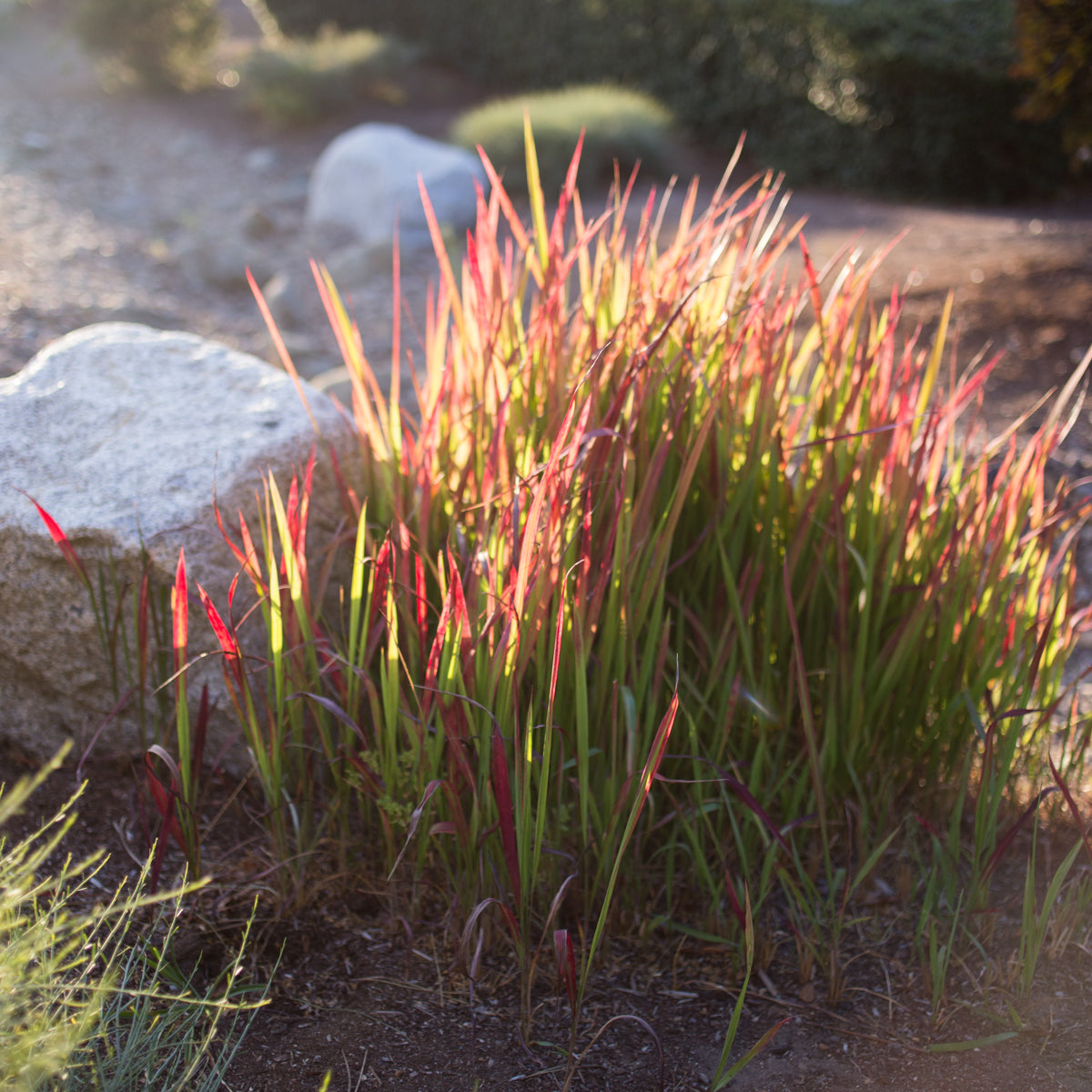 Red store baron grass