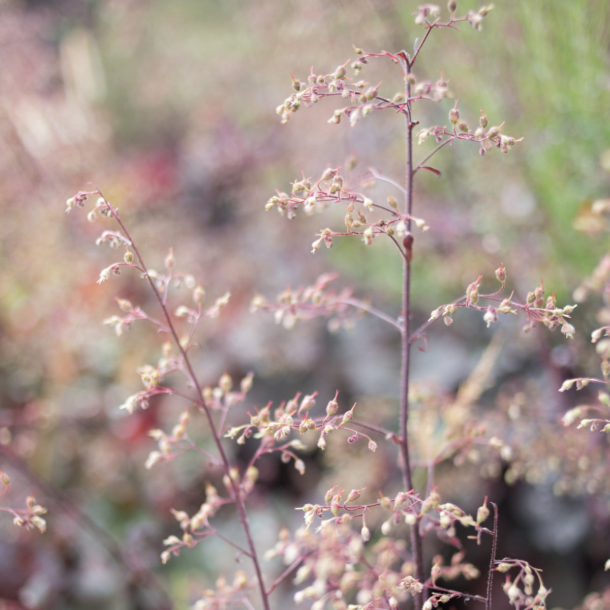 Heuchera &#39;Purple Palace&#39;