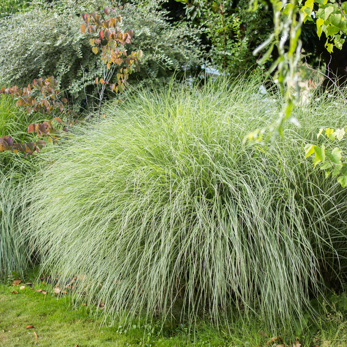 Grass light on sale