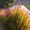 Japanese Blood Grass 'Red Baron'