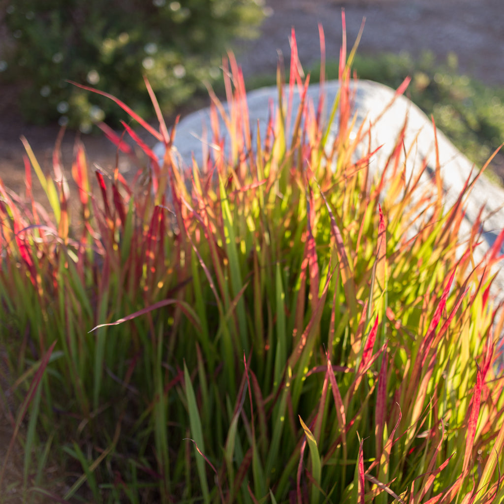 Japanese blood new arrivals grass