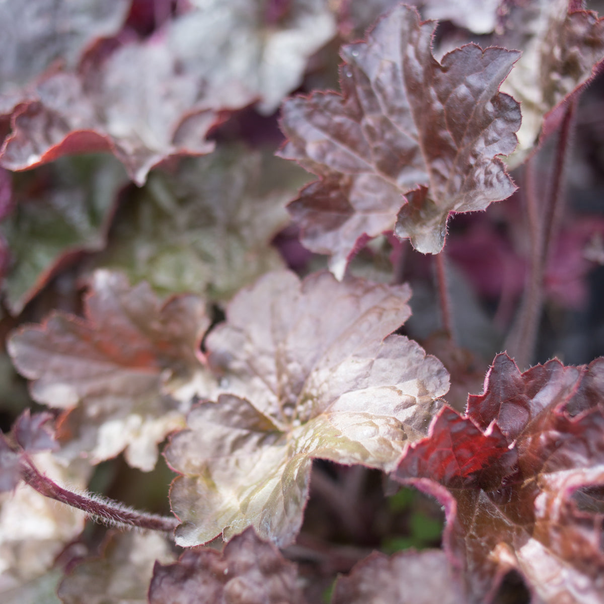Heuchera &#39;Purple Palace&#39;