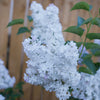 Sweetheart Lilac