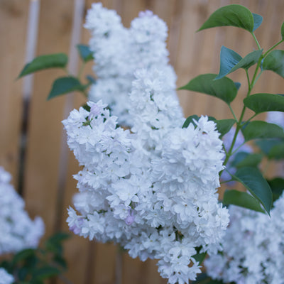 Sweetheart Lilac