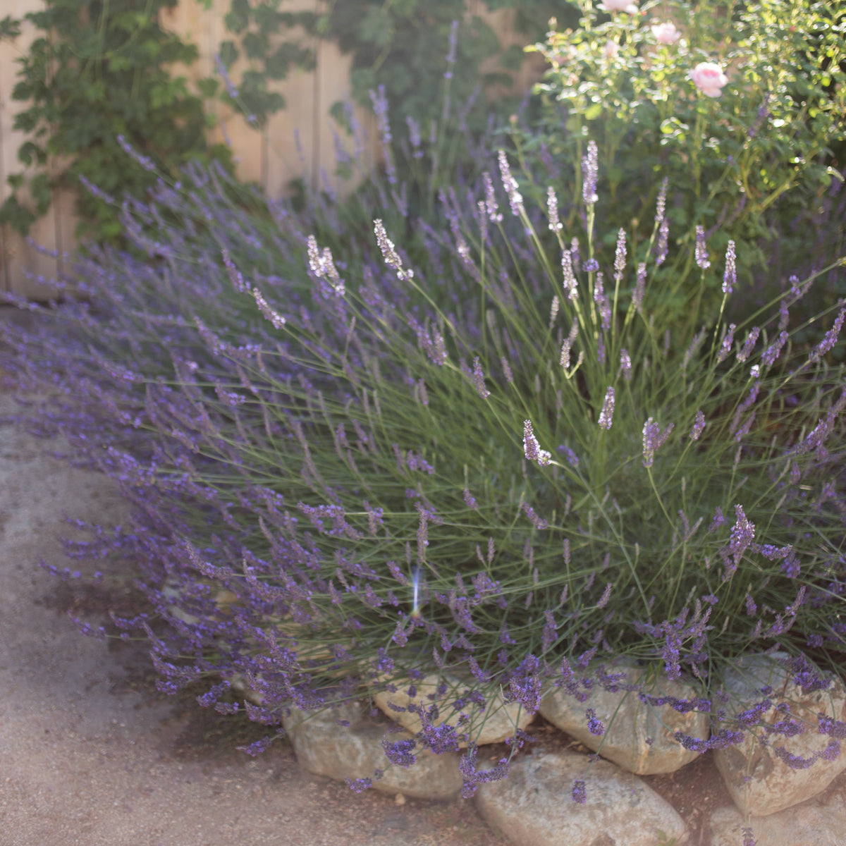 Phenomenal Lavender