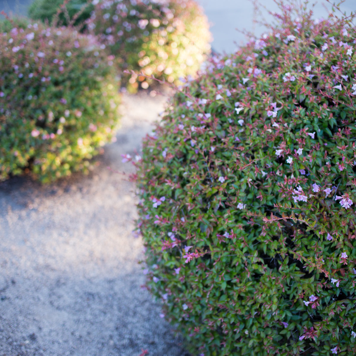 Pink Abelia