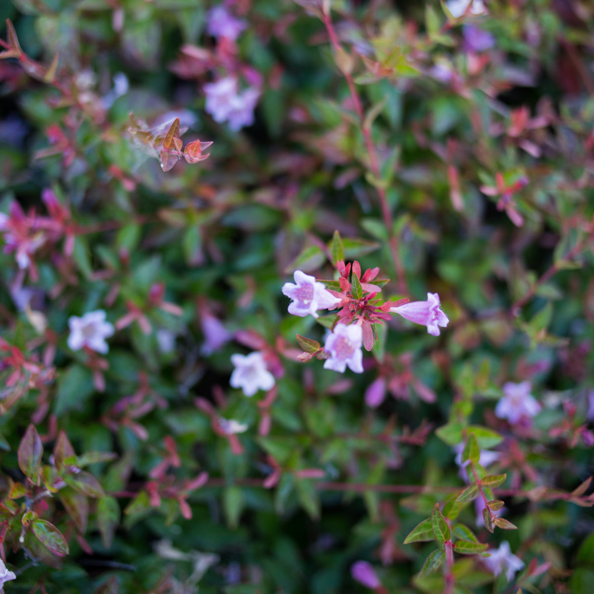 Pink Abelia