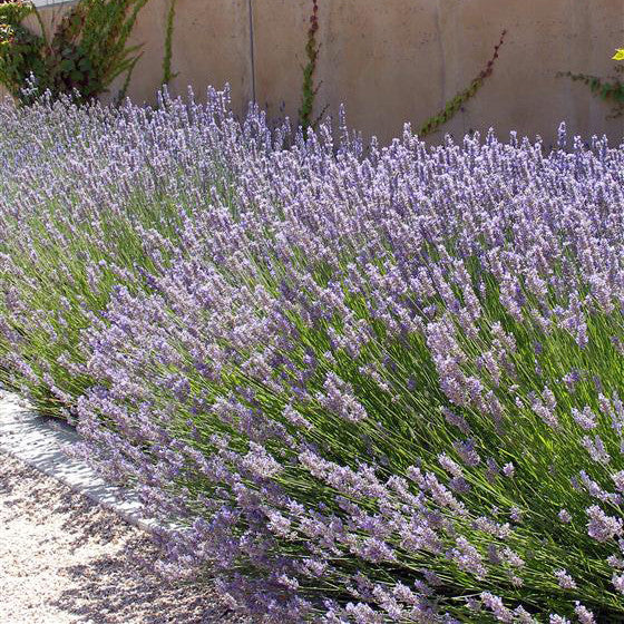 Provence Lavender