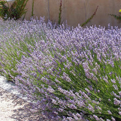 provence lavender plants for sale near me Provence Lavender for Sale Online