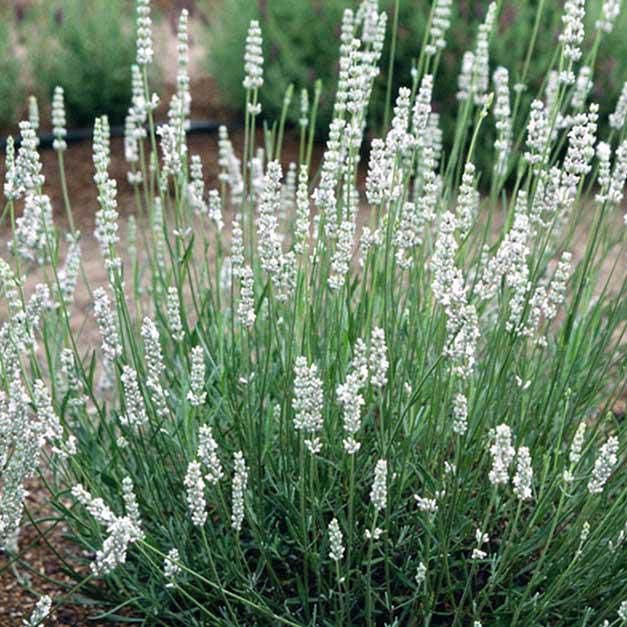 lavender plant white foam White Grosso Lavender 'Alba'