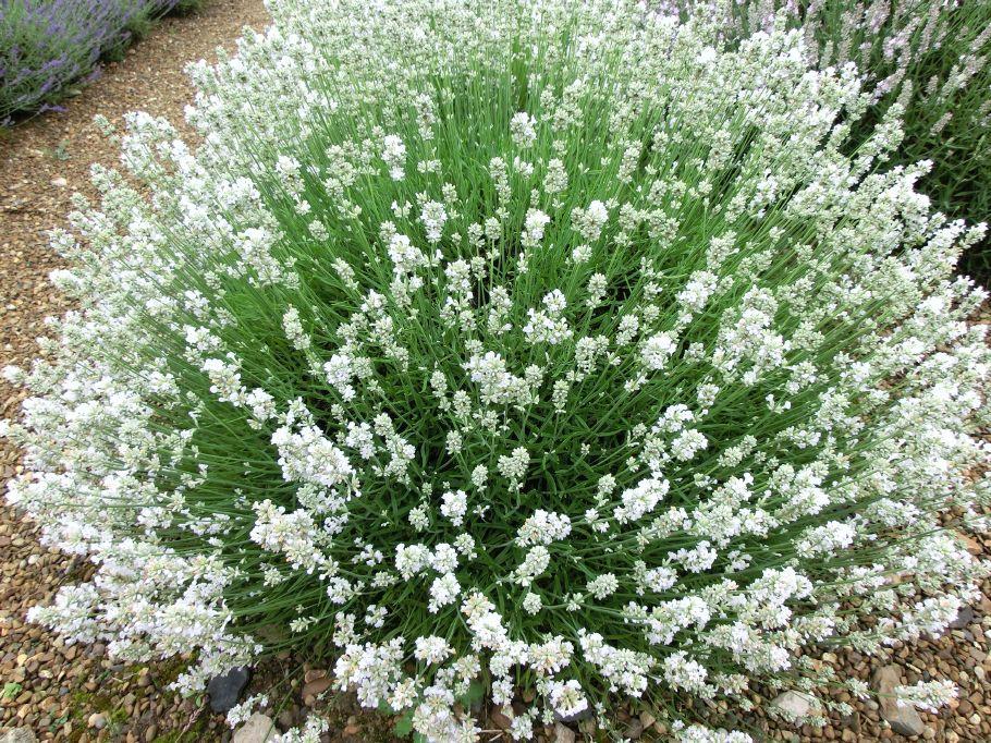 Arctic Snow Lavender