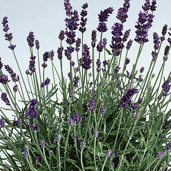 strongest smelling lavender plant Lavender 'Lavance Purple'