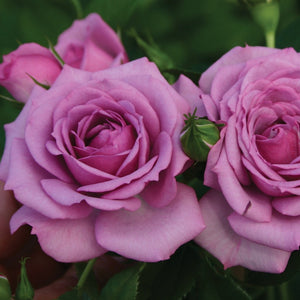 Lavender Veranda Rose