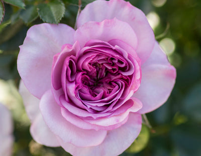Lavender Veranda® Rose