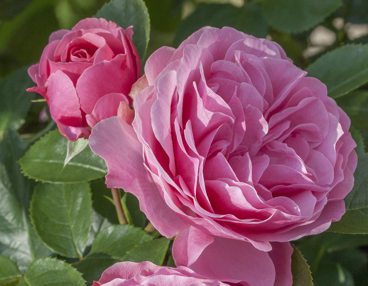 Leonardo da Vinci® Rose
