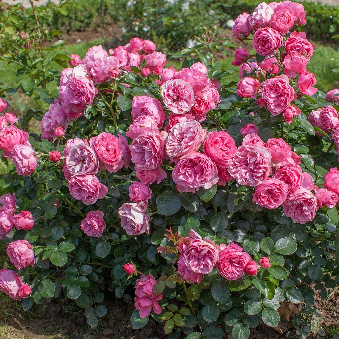 Leonardo Da Vinci Rose