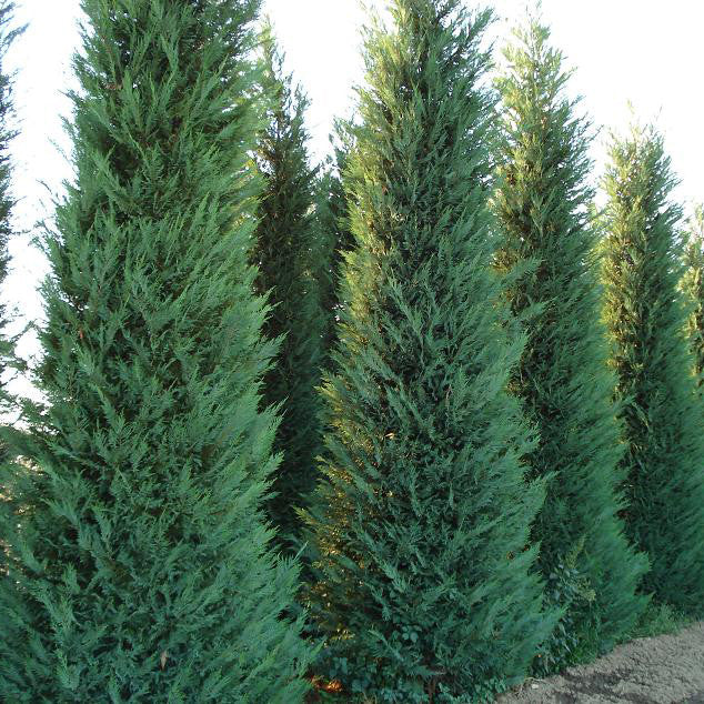 Leyland Cypress