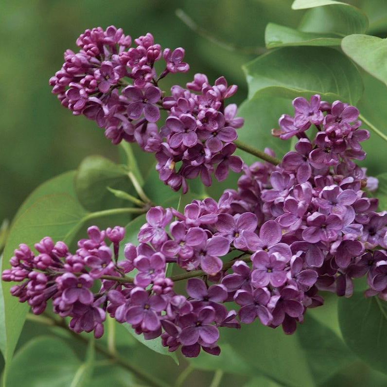 Ludwig Spaeth Lilac - The Greenhouse