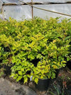 Astilbe ‘Mauve’
