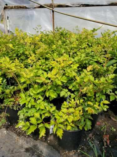 Astilbe ‘Mauve’