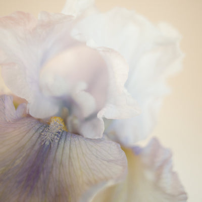 Bearded Iris 'Silverado'
