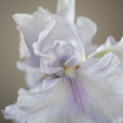 Bearded Iris 'Silverado'