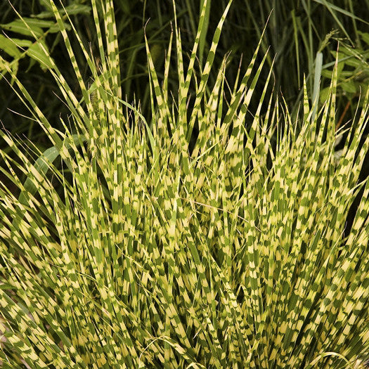 Gold Bar Maiden Grass