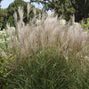 Graziella Maiden Grass