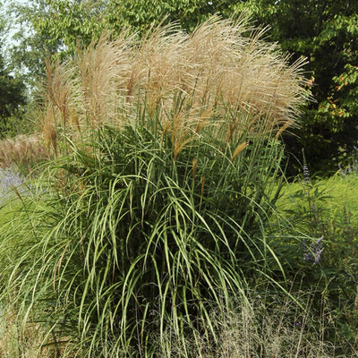 Japanese Silver Grass Malepartus