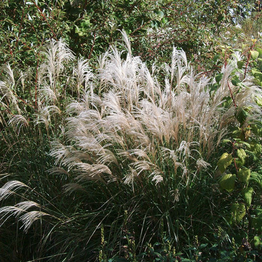 Sarbande Maiden Grass