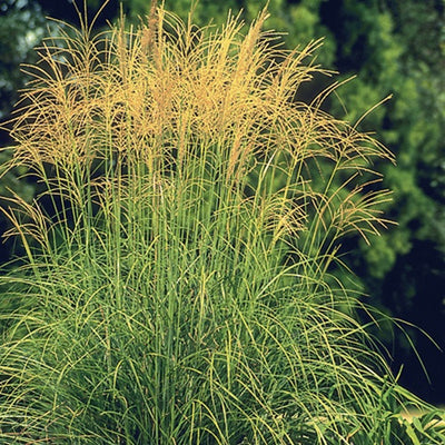 Japanese Silver Grass Arabesque