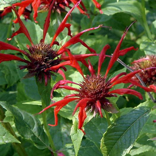 Bee Balm &#39;Jacob Cline&#39;