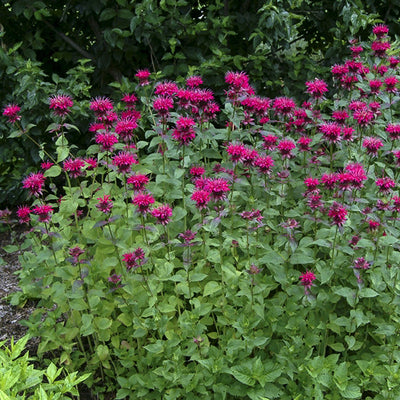 Bee Balm 'Raspberry Wine'