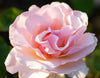 Mother of Pearl® Rose