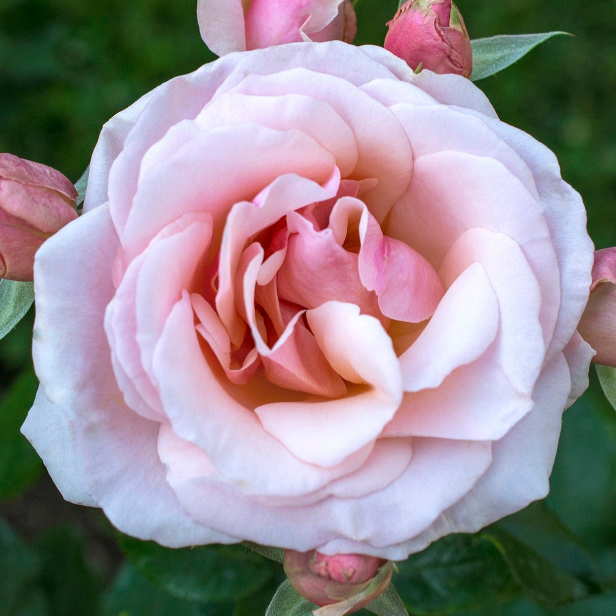 Mother of Pearl Rose