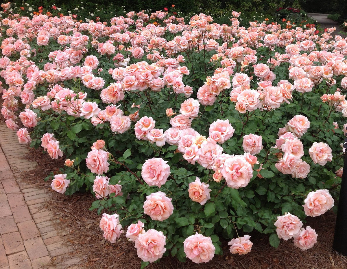 Mother of Pearl® Rose